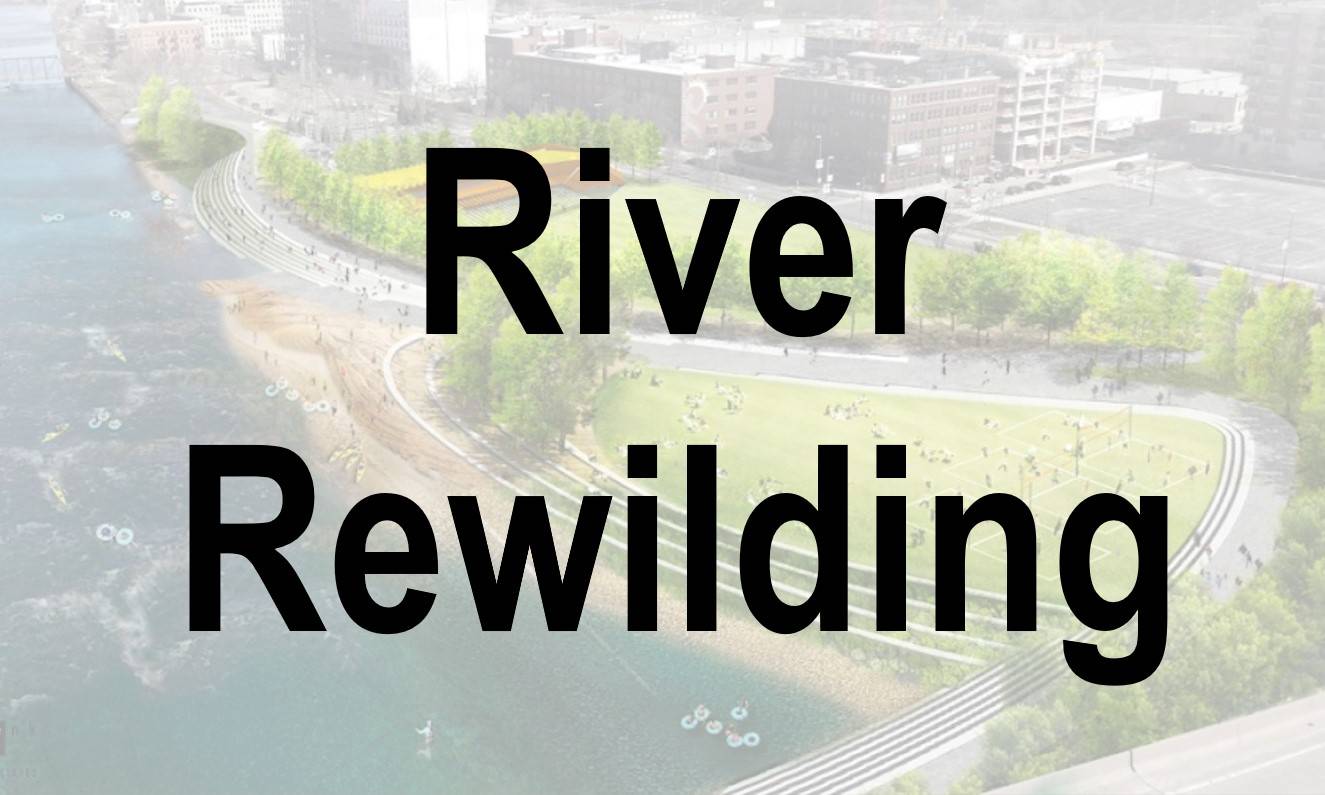 River Rewilding artistic rendering